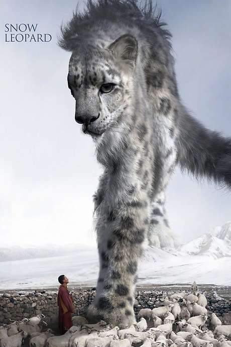 Snow Leopard